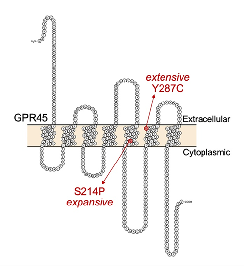 GPR45：调节能量代谢的关键因子，有望成为肥胖治疗新靶点