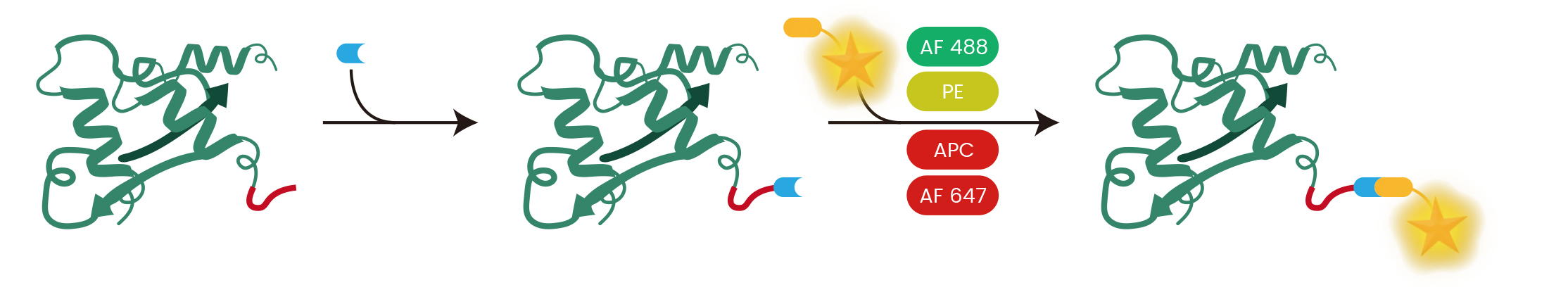 定点标记蛋白紧随体内CAR-T的步伐，加速细胞免疫治疗开发