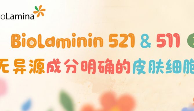3D应用培养之Biolaminin 521和511支持无异源成分明确的皮肤细胞培养