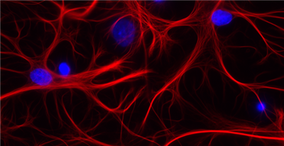 NanoTag-FluoTag-X2抗GFAP纳米抗体，现货大促，告别货期烦恼！