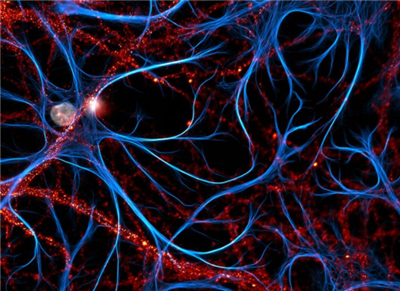 NanoTag-FluoTag-X2抗PSD95纳米抗体现货供应，下单立减！