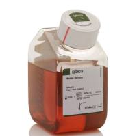 Gibco马血清(货号:16050122)