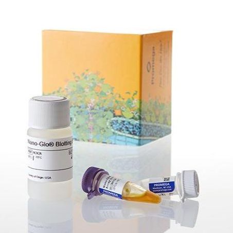 Nano-Glo® HiBiT Blotting System