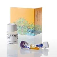 Nano-Glo® HiBiT Blotting System