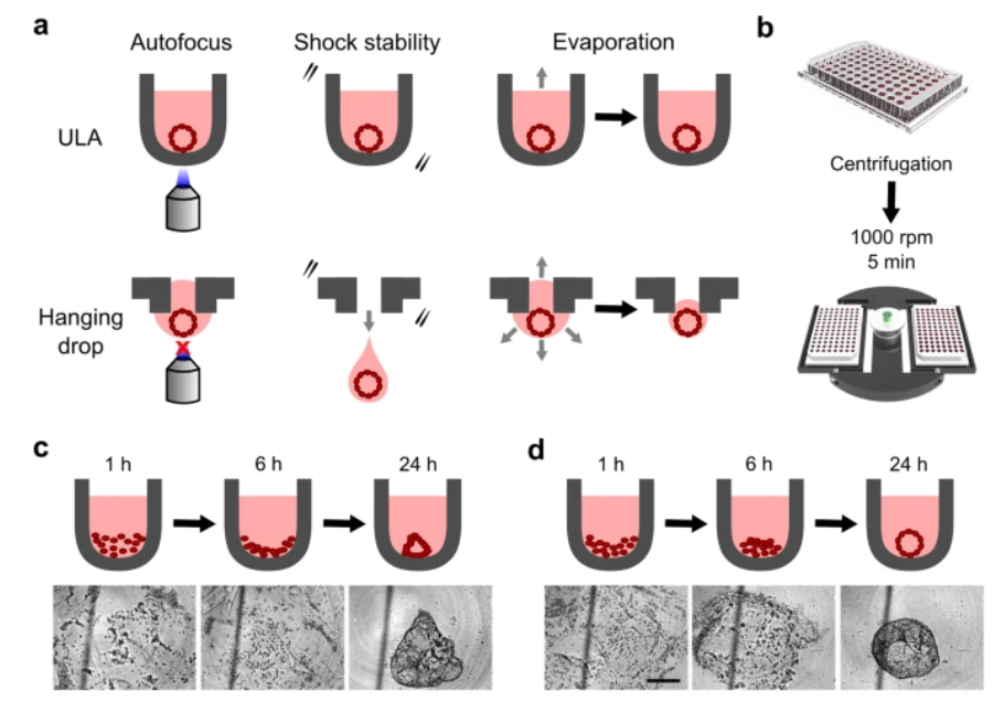 黄金搭档 Cytation BioSpa8 解锁 3D 细胞&amp;类器官培养的 “模块化” 标准分析方案