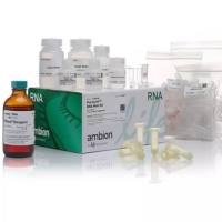 Gibco低糖DMEM培养基Gibco货号:31600034