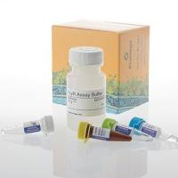 Lumit® FcγR 结合免疫检测