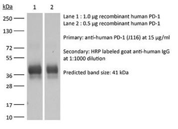 【现货团购】BioXcell功能性抗体系列推荐-InVivoMAb anti-human PD-1 (CD279)