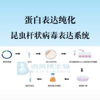 昆虫杆状病毒表达系统