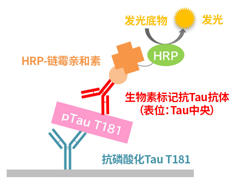 TAU ELISA 试剂盒