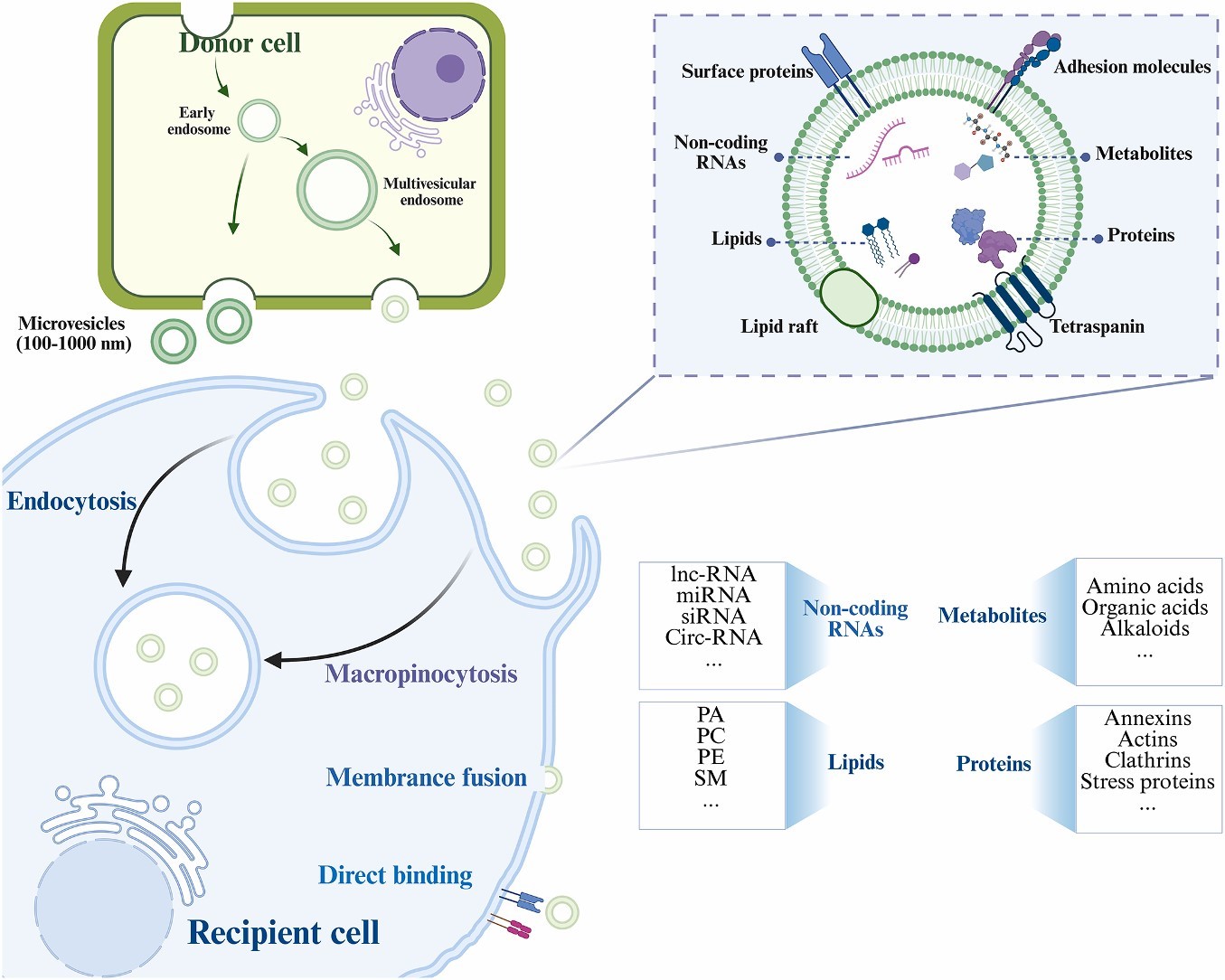 植物外泌体 植物外泌体