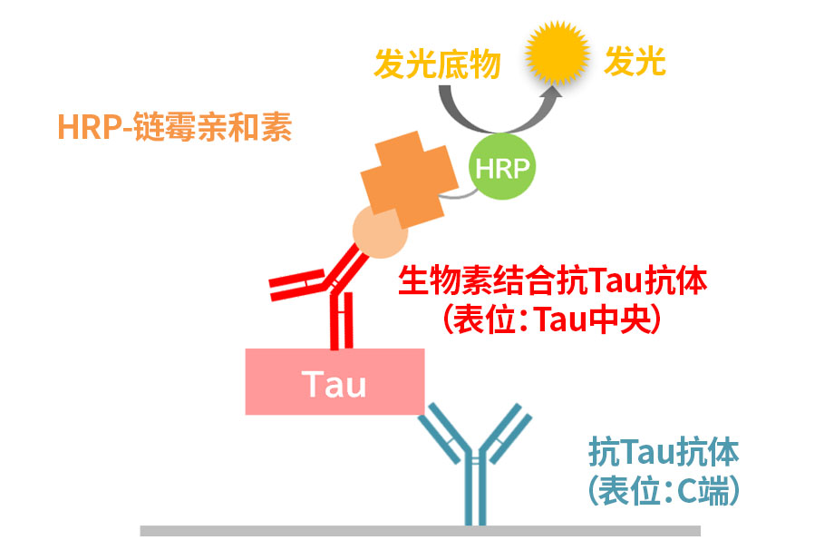 TAU ELISA 试剂盒