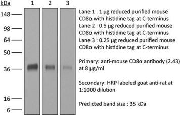 【现货团购】BioXcell功能性抗体系列推荐-InVivoMAb anti-mouse CD8α