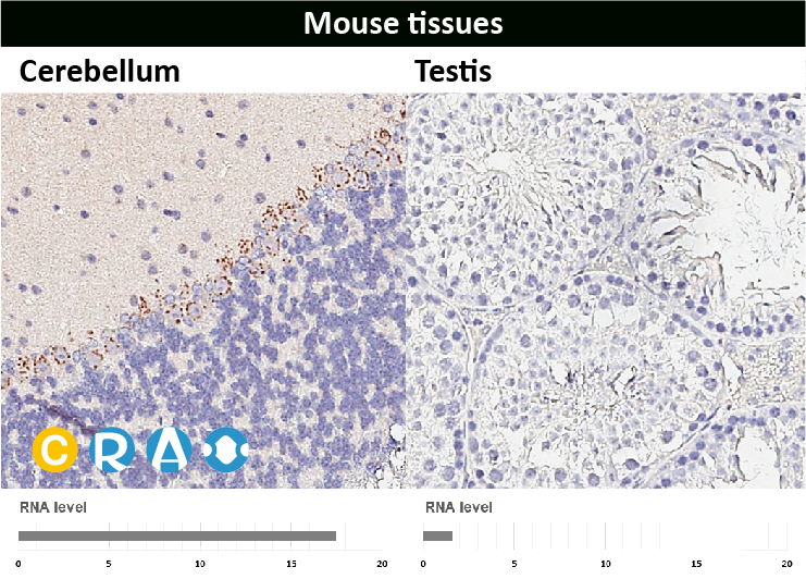 GeneTex HIF1α 抗体：推动缺氧研究