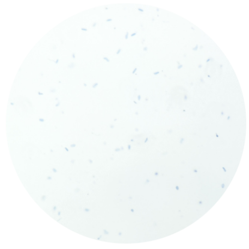 百奥益康血管组织细胞核悬液制备试剂盒