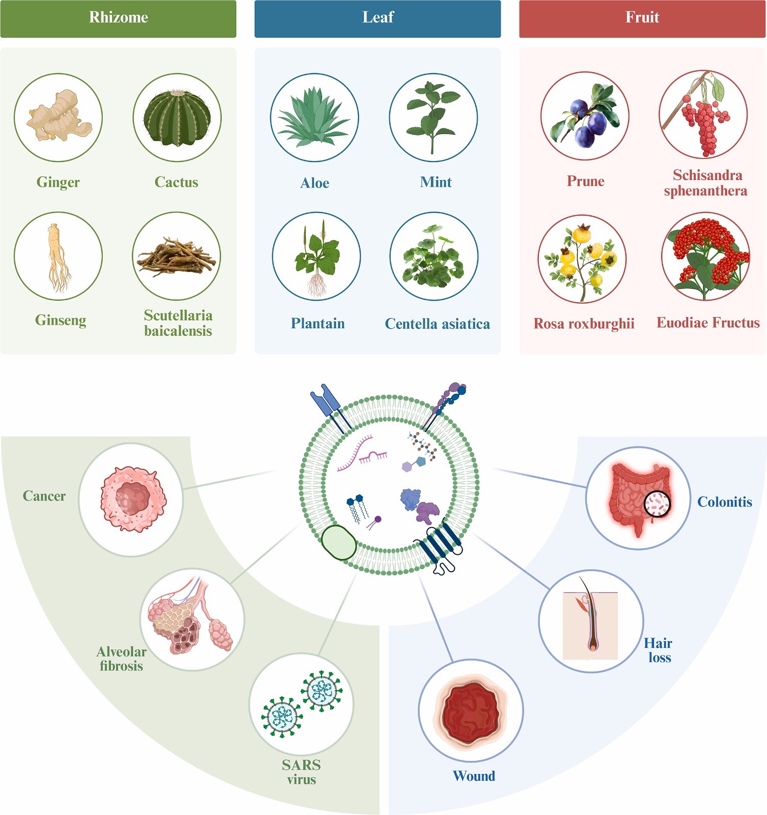 植物外泌体 植物外泌体