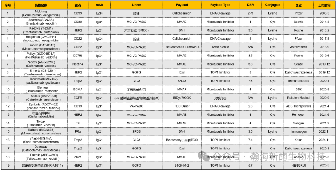酶法定点偶联，实现ADC药物“钥匙”与“锁”的完美契合