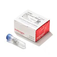 Invitrogen/gibco  Lipofectamine RNAiMAX 转染试剂