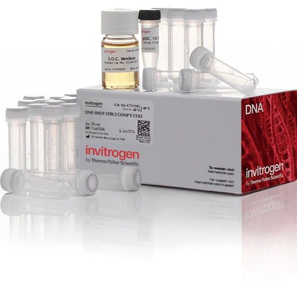 One Shot™ Stbl3™ 化学感受态大肠杆菌,C737303-20 x 50μL