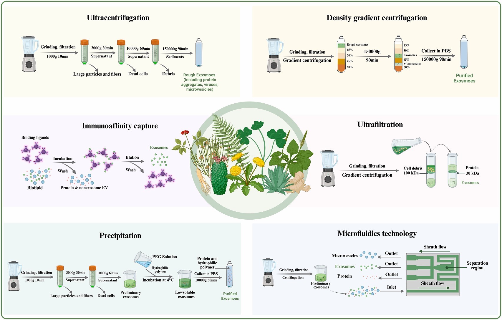 植物外泌体 植物外泌体