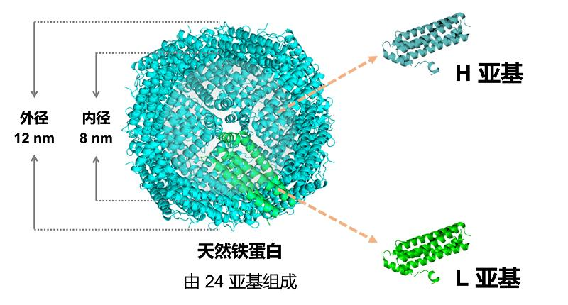 铁蛋白药物载体（FDC）定制， 铁蛋白纳米笼载体 ——天然蛋白质纳米载体，引领精准药物递送新方向