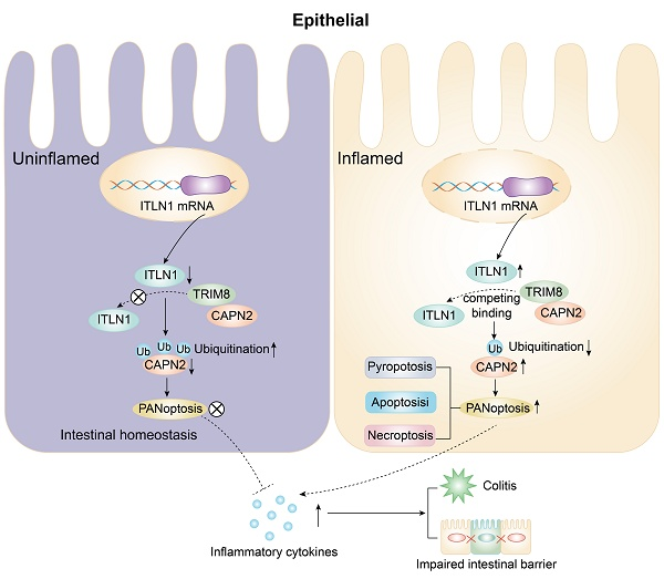 BMG LABTECH多功能酶标仪文献分享,南京医科大学研究团队，发表在Int J Biol Sci  名为“ITLN1 exacerbates Crohn's colitis by driving ZBP1-dependent PANoptosis in intestinal epithelial cells through antagonizing TRIM8-mediated CAPN2 u