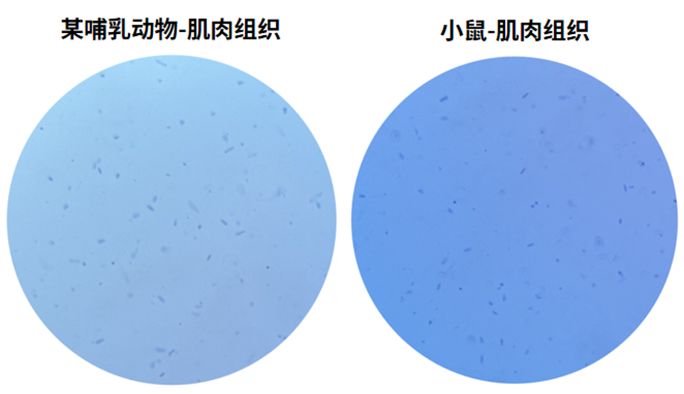 百奥益康肌肉组织细胞核悬液制备试剂盒