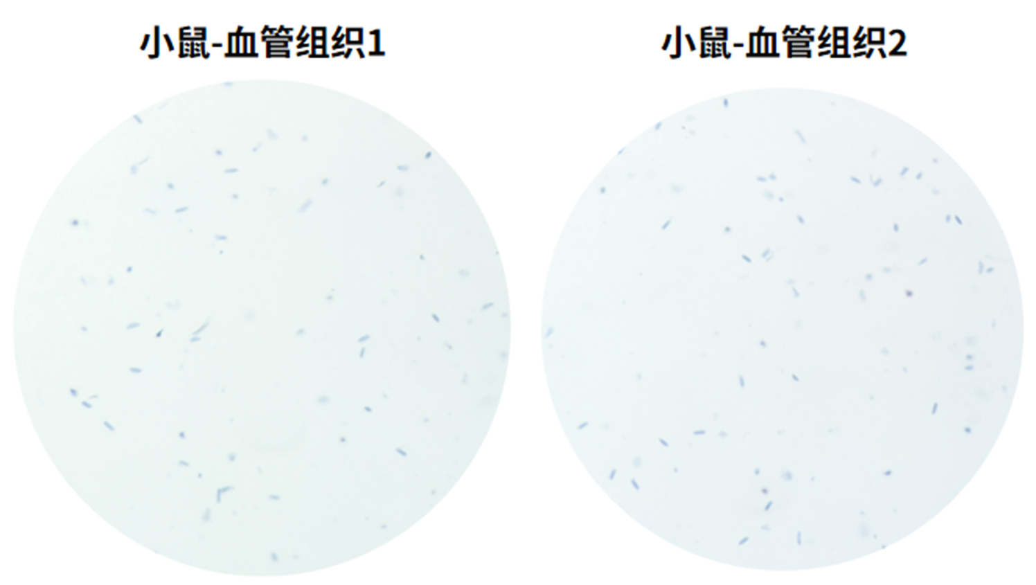 百奥益康血管组织细胞核悬液制备试剂盒