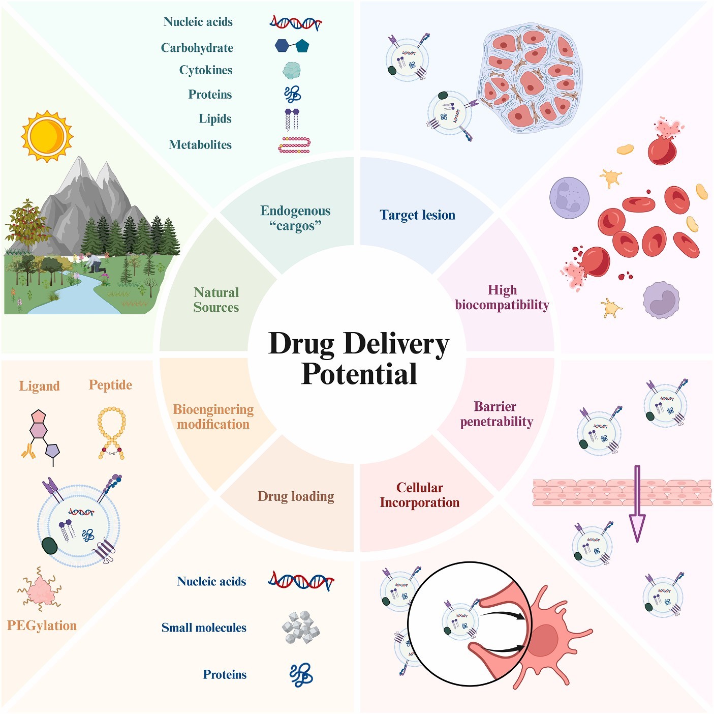 植物外泌体 植物外泌体