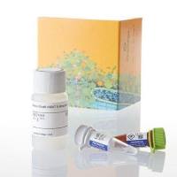 Nano-Glo® HiBiT 胞外检测系统