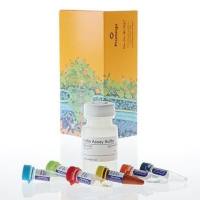 Lumit® FcRn 结合免疫检测