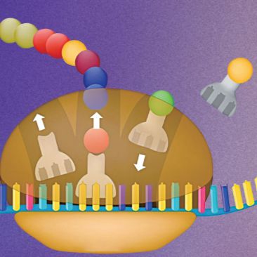 Active Ribo-seq:活跃翻译组测序技术