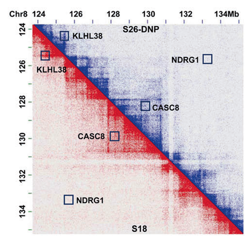 (A)高分辨率的Hi-C contact图显示，哺乳动物存在强烈的点对点相互作用，表现为Hi-C热图中的亮点，对应于接触结构域角处的CTCF loop 。(B)人类右侧CTCF位点优先与染色体右侧的其它基因组序列相互作用，左侧CTCF位点与左侧相互作用，这与果蝇是相反的 。(D)进一步发现，小的活跃的区室高度富集在RNAPII Ser2ph位点 (丝氨酸磷酸化) 。(E)为了确定这些结果，进行了RNAPII的ChIA-PET以及Hi-C 。(F)通过GRO-seq发现，发生在A区室的基因与基因之间的交互是与表达量相关的 。