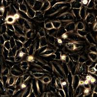 浙江（杭州）美森 人小细胞肺癌细胞NCI-H446（Luc2）现货