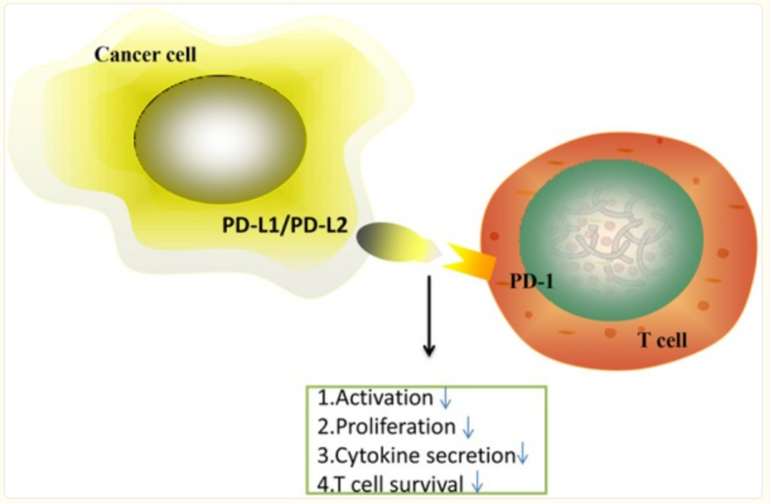 Anti-Human PD-1 antibody (Pemb