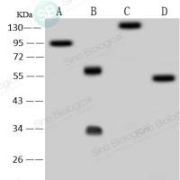 Cytochrome c 兔多抗 (抗原亲和纯化)