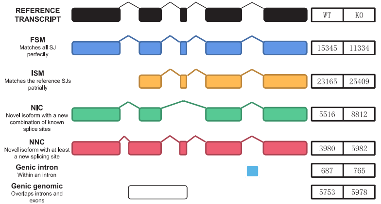 ISO-SLAM-seq：全长RNA代谢测序服务