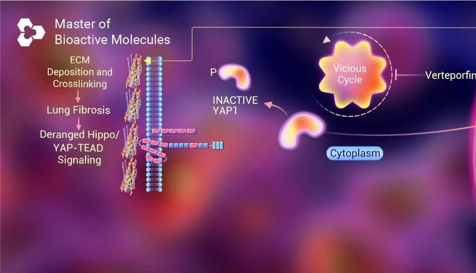 Nature 子刊 ｜ 咳嗽气喘总不好 肺部“变硬”的秘密被科学家破解了！