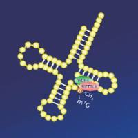 TRAC-seq：tRNA m7G修饰测序 