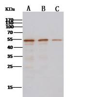 CD31/PECAM-1 Antibody, Rabbit PAb, Antigen Affinity Purified | CD31/PECAM-1 兔多抗 (抗原亲和纯化)