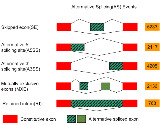 ISO-SLAM-seq：全长RNA代谢测序服务