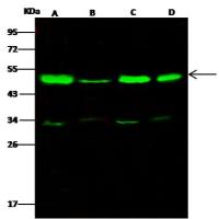 Influenza A H1N1 Hemagglutinin / HA 兔多抗