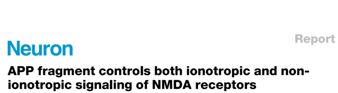 场景恐惧实验 | APP片段同时控制NMDA受体的离子型和非离子型信号传导