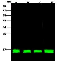 TSG101 兔多抗 | TSG101 Antibody, Rabbit PAb, Antigen Affinity Purified