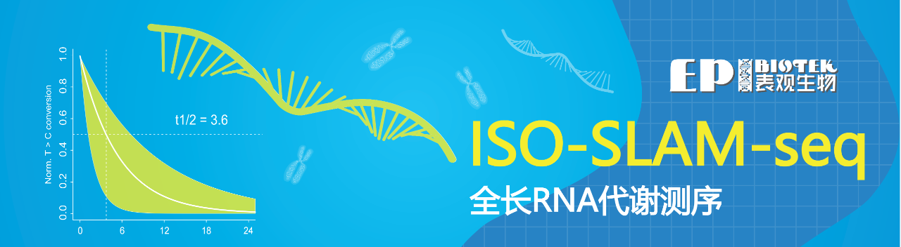 ISO-SLAM-seq：全长RNA代谢测序服务