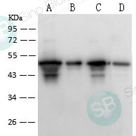 甲型流感H1N1 (A/Puerto Rico/8/1934) HA 兔多抗