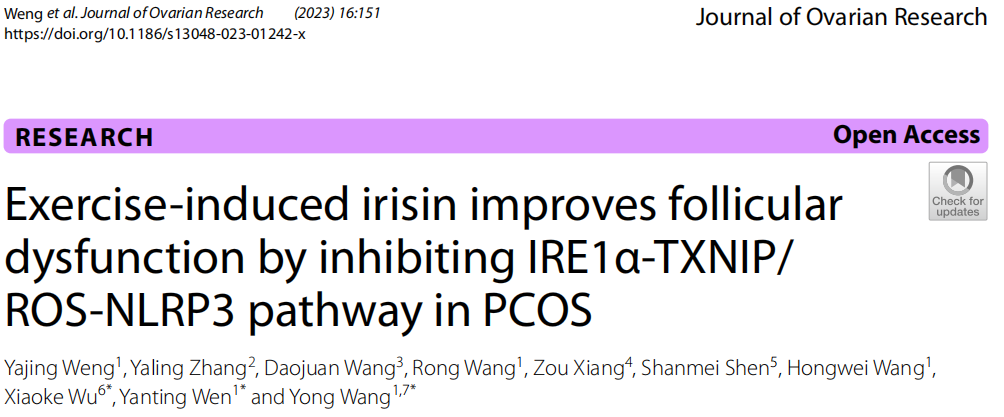 小动物跑步机 | 运动诱导的鸢尾素通过抑制IRE1 α-TXNIP/ROS-NLRP3通路改善PCOS卵泡功能障碍