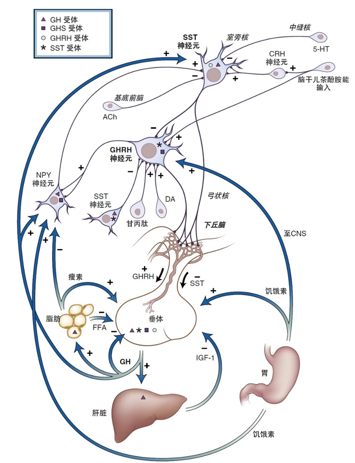 GHRHR：从生长调控到疾病治疗的潜力靶点