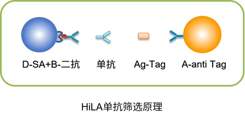 抗体筛选新出路——除了ELISA还有什么可以选择？