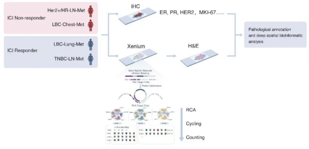 国内首篇 | 非因生物作为第一研究单位发表 Xenium 原位分析技术文章